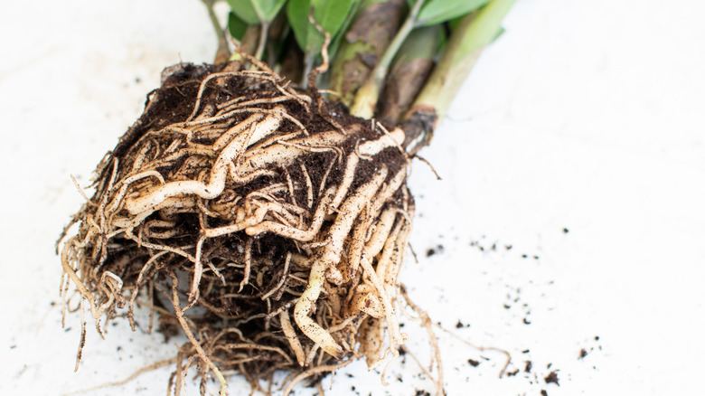 Rhizomes on a ZZ plant