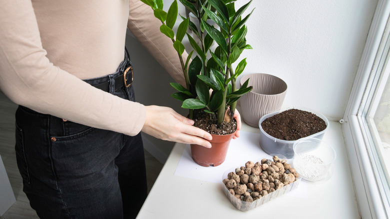 A person wearing black jeans and a beige top repotting a ZZ plant