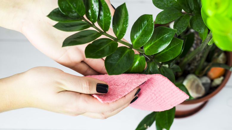 Dusting leaves on a ZZ plant
