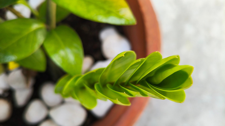 ZZ plant with fresh growth