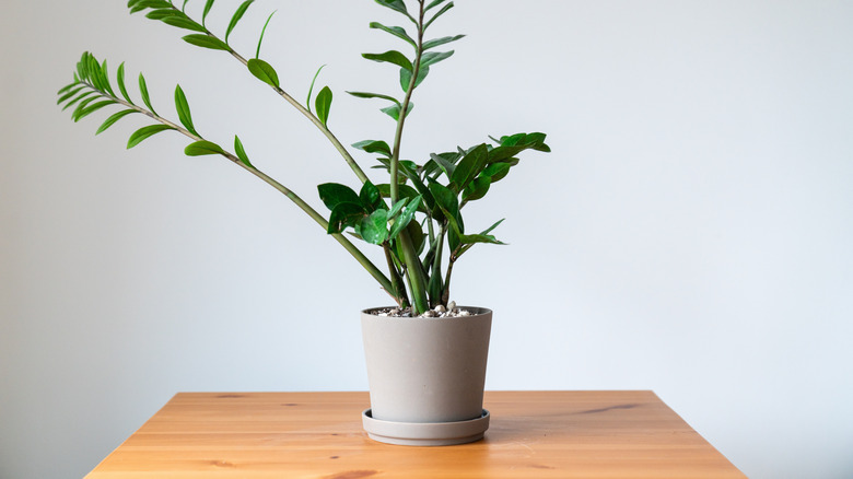 ZZ plant on coffee table in natural light