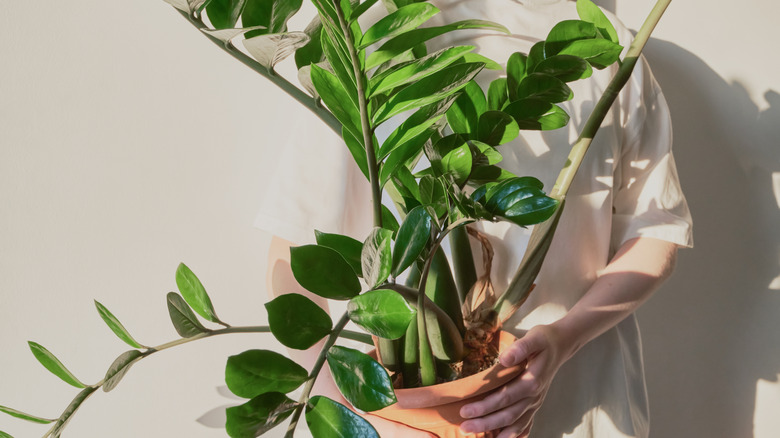 Person holding a ZZ plant in a terracotta pot