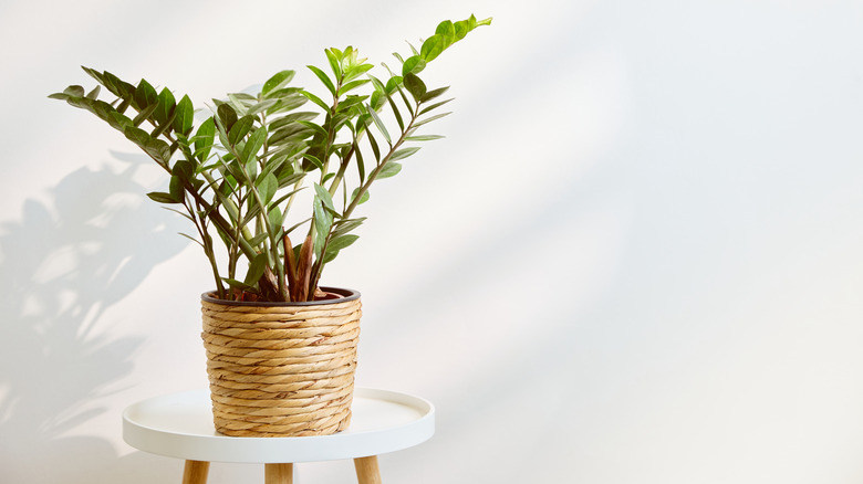 ZZ plant on a table away from the cold