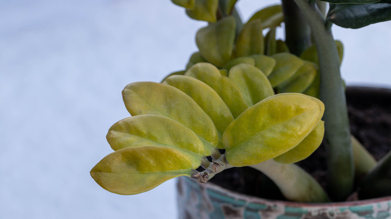 Yellow leaves on ZZ plant that need to be removed