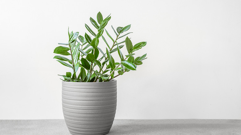 ZZ plant in a gray pot