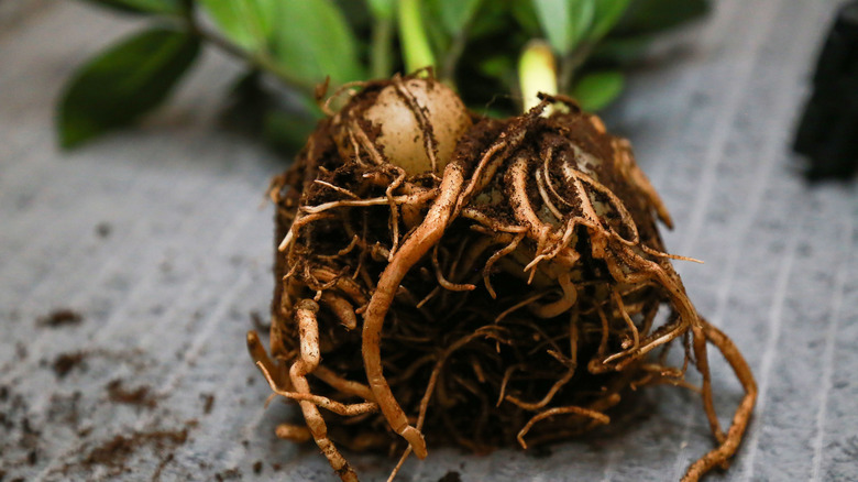 Close up of rhizomes on ZZ plant