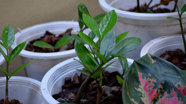 Small ZZ plants that have been split and repotted
