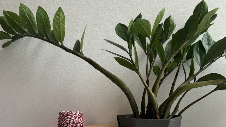 Large leggy ZZ plant with stems leaning outwards