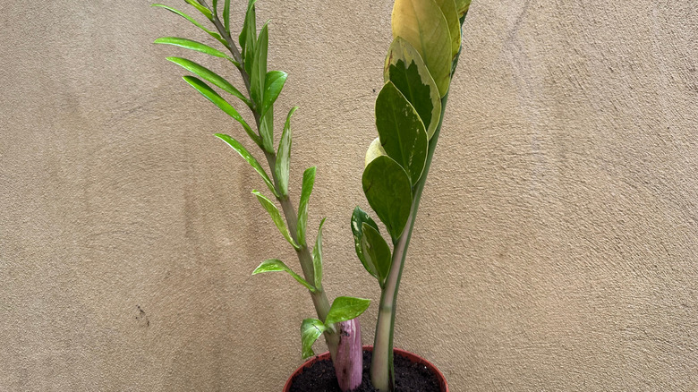 Variegated ZZ plant in a pot