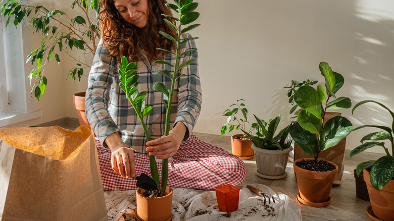 Someone putting a ZZ plant in a terracotta pot