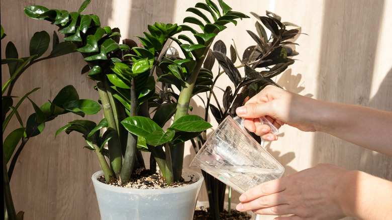 Water Zamioculcas zamiifolia plant
