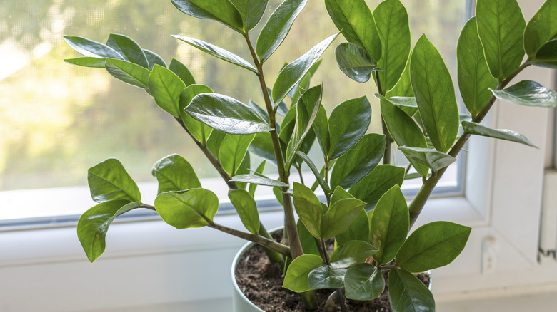 ZZ plant by a bright window