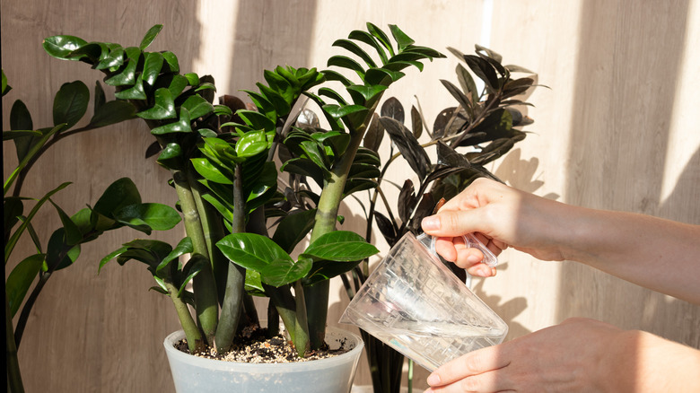 person watering a large zz plant
