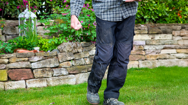 Man spreading granulated fertilizer by hand in the yard
