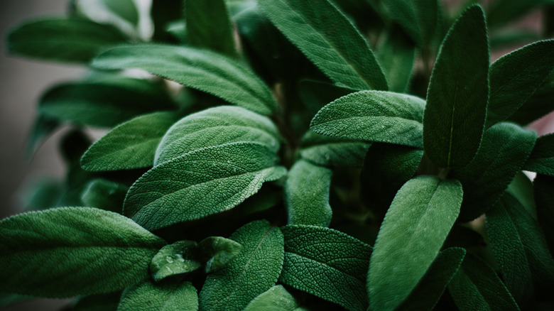 A close up of sage leaves
