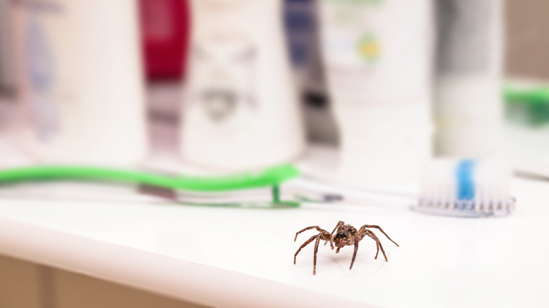 Spider on bathroom sink