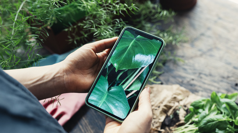 Person using plant app