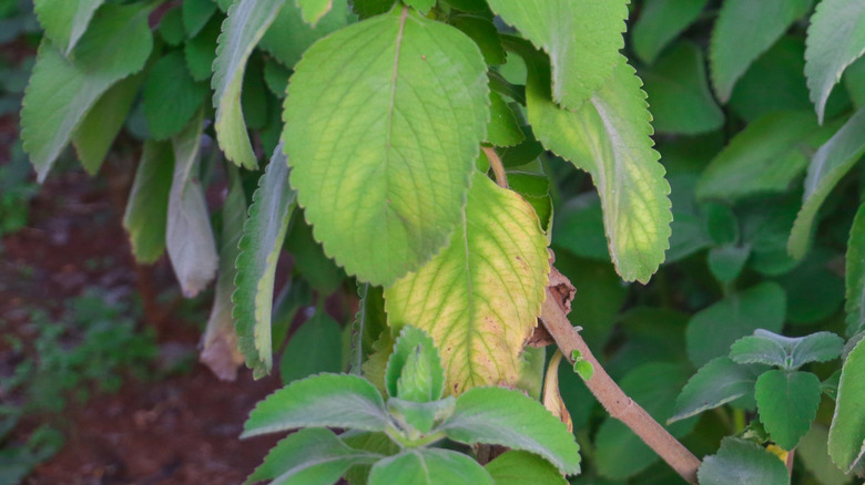 Yellowing leaves on an outdoor Plectranthus barbatus plant