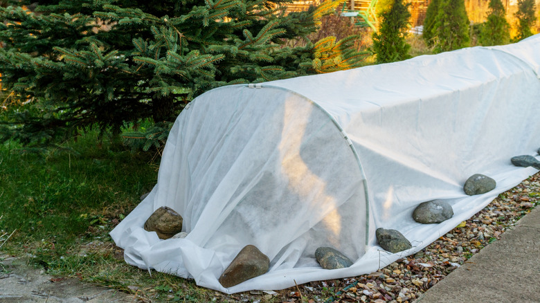 Flower garden covered in white sheet pinned down with rocks for frost protection