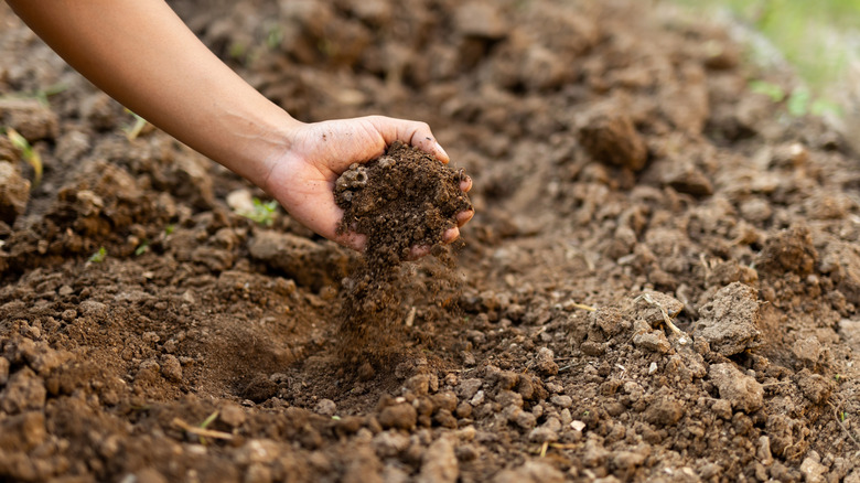 Gardener grabbing clump of soil from the ground