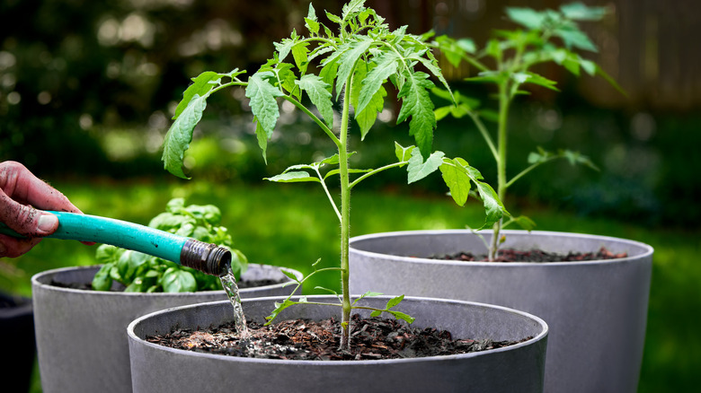 Watering newly planted tomatoes and potted basil growing in a container garden