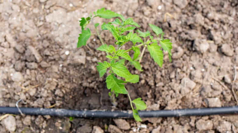Tomato seedlings planted in the ground with a drip irrigation tube.