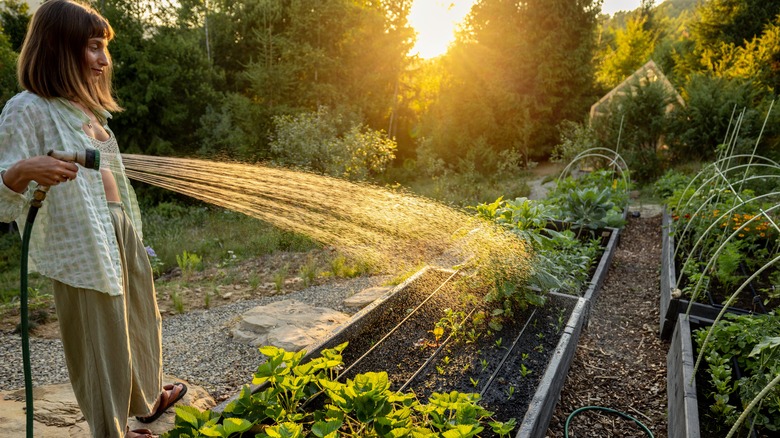 A woman waters her garden in the early morning