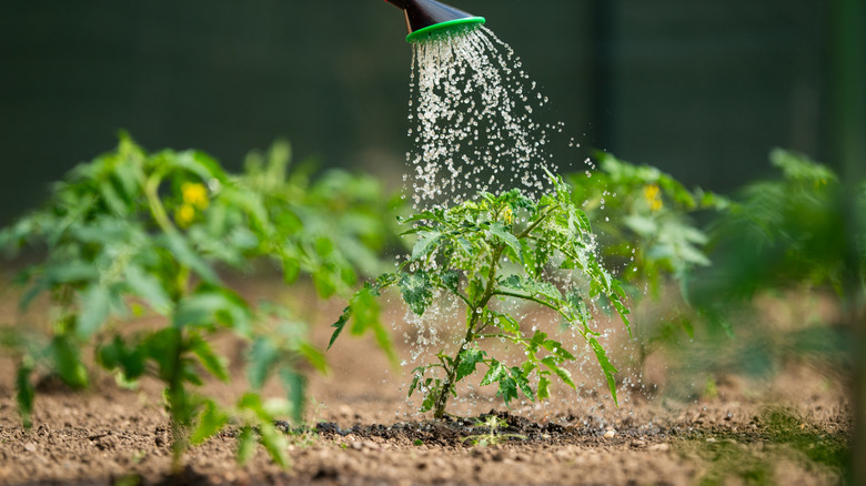 Watering seedling tomato plant in greenhouse garden