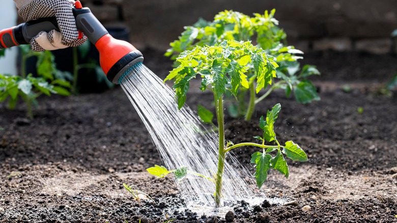 Watering vegetable plants with a hose and sprayer