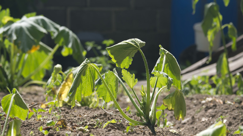 A close-up shot depicts a drought-stricken plant with drooping leaves in a garden