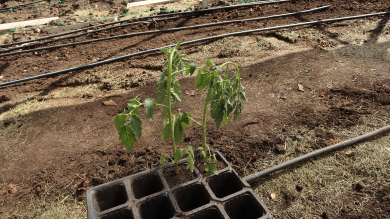 A close-up shot depicts a drought-stricken plant with drooping leaves in a garden