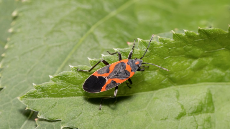 boxelder bug on leaf