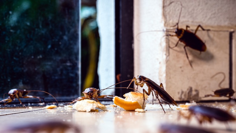 Cockroaches eating