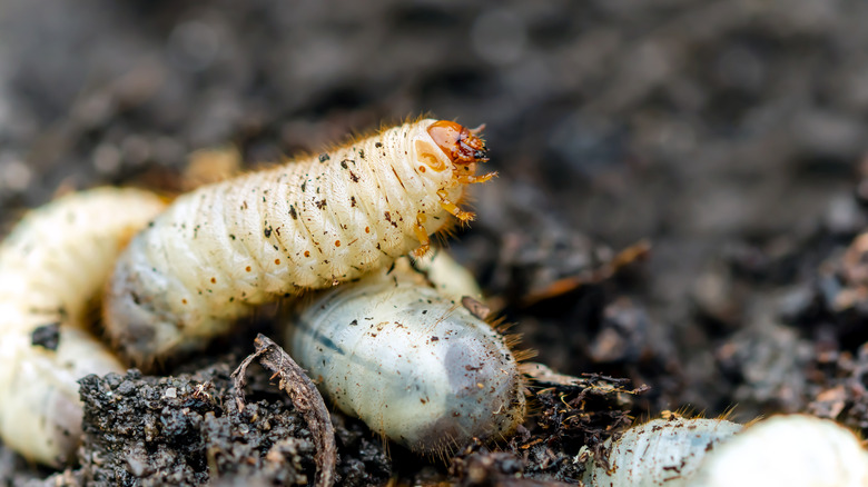 maggots in soil