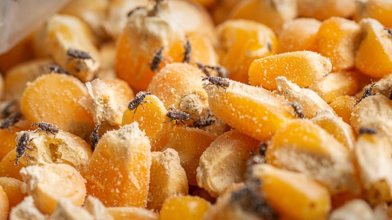 weevils crawling on corn