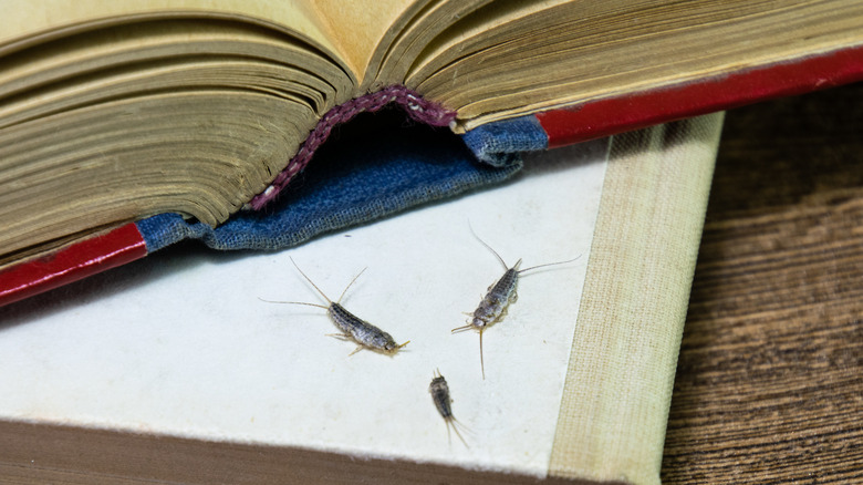 Silverfish bugs on book