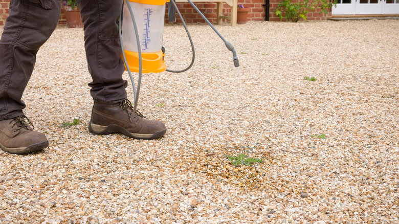 Gardener spraying weeds with weed killer