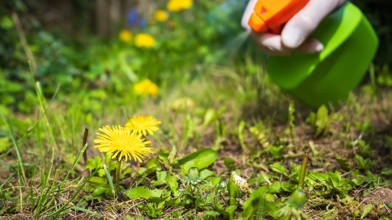 Someone using spray bottle on dandelion