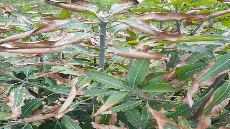 Salt stress in plant