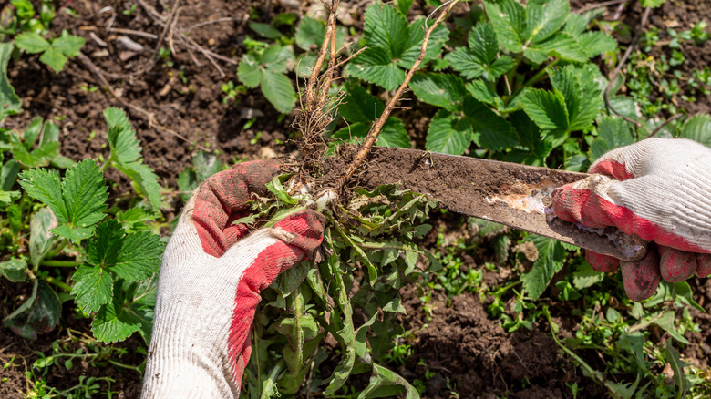 Working on removing garden weeds