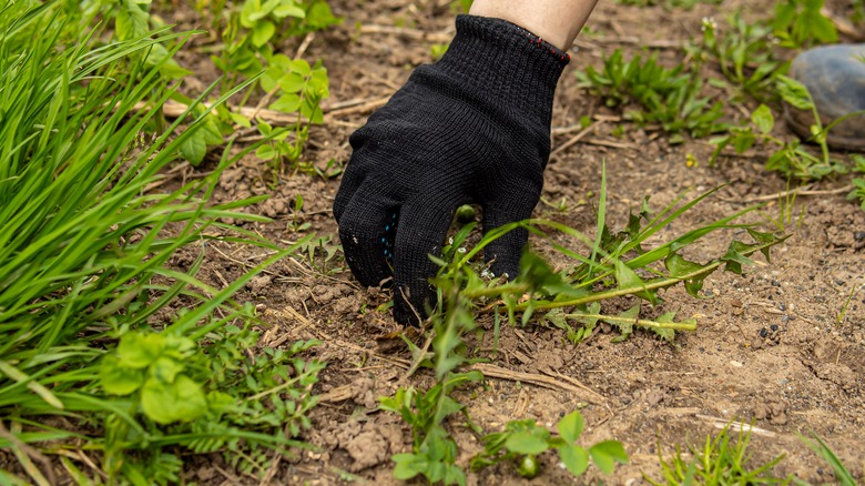 Someone wearing black gloves pulling weeds
