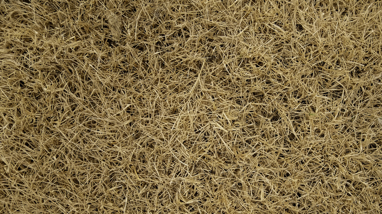 A lawn of dead, yellow grass