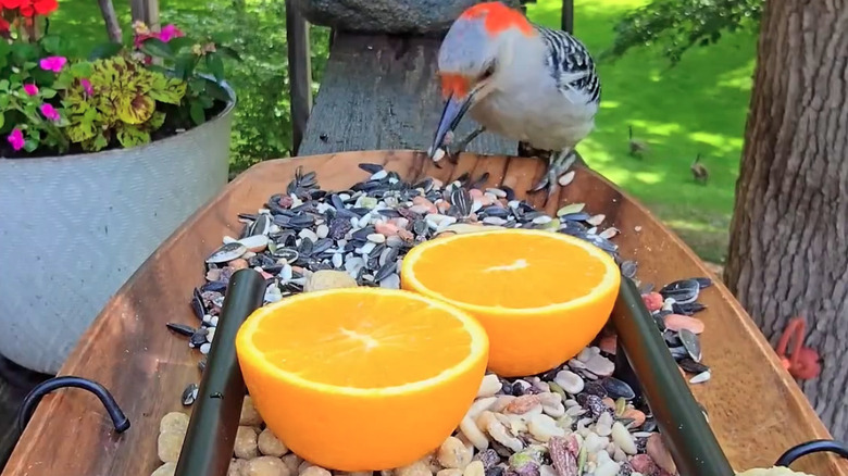 A colorful bird eating seed