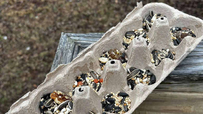 Bird seed scattered in an egg carton on a wooden table