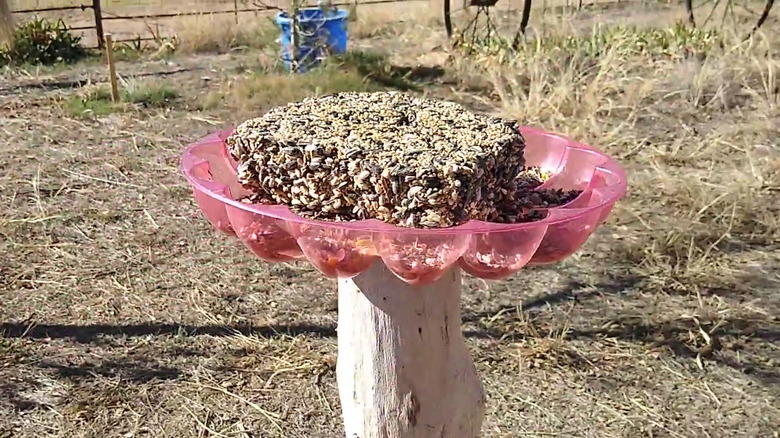A pink egg tray holding  bird seed suet