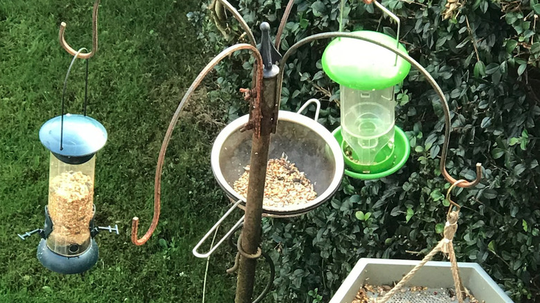 Various bird seed holders hanging in a yard