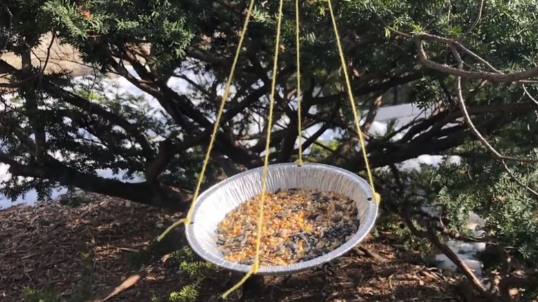 aluminum pan being used as hanging bird feeder