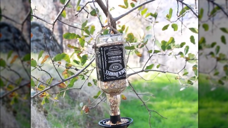 glass bottle being used a bird feeder