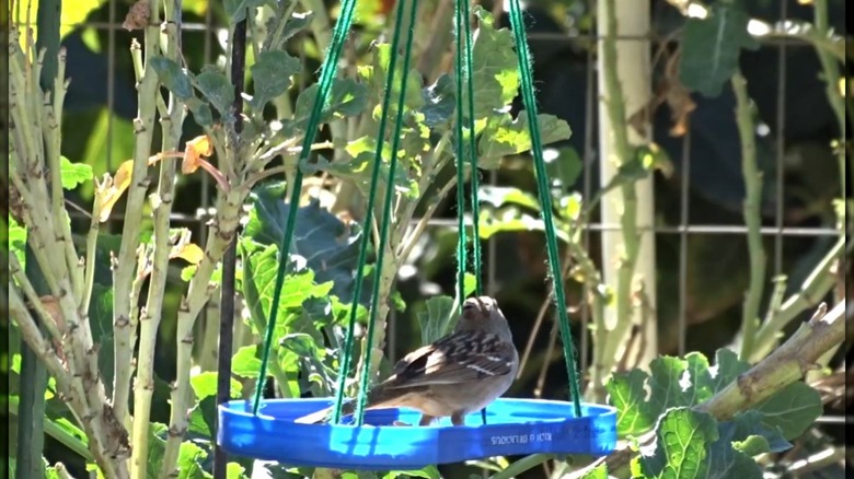 bird perched on plastic lid filled with bird seed
