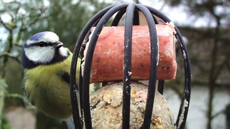 small colorful bird perched on whisk filled with suet